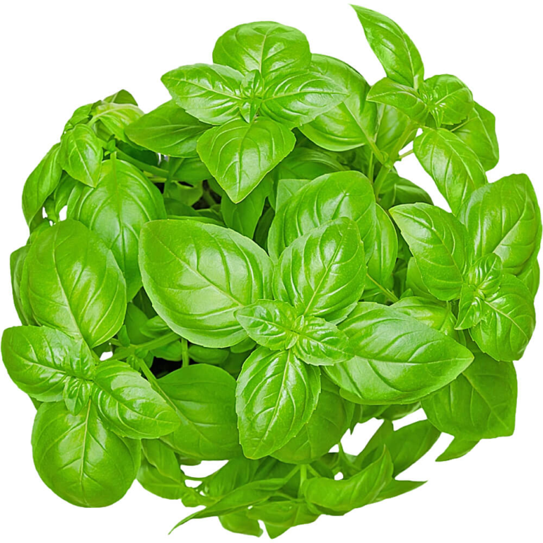 Basil Leaves(UAE)(500gms)