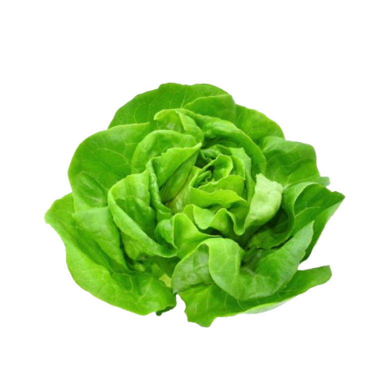 Lettuce Boston(netherlands)(200gms)