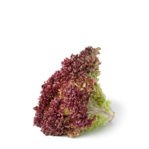 Lettuce Lollo Rosso(netherlands)(250gms)