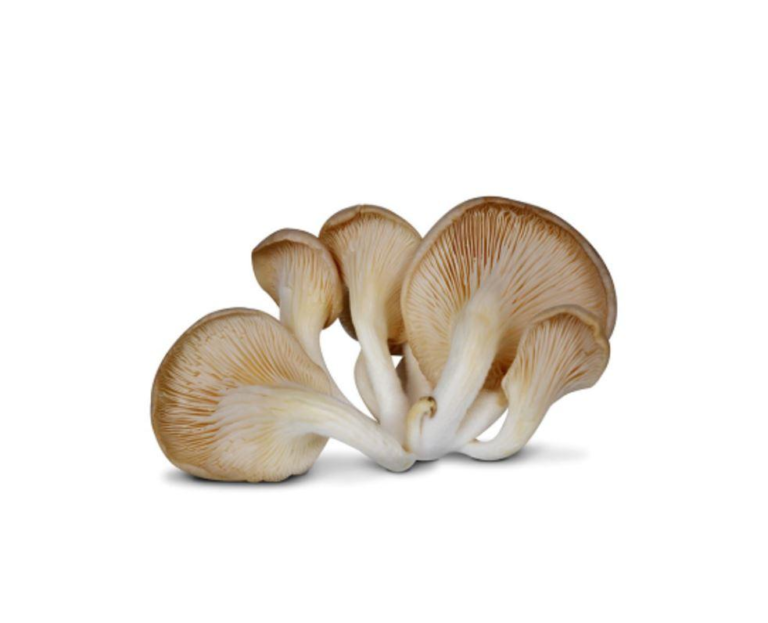Oyster Mushroom(netherlands)(200gms)