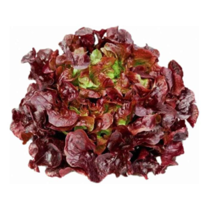 Red Oakleaf Lettuce(UAE)(1pc/pack)