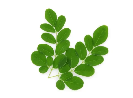 Fresh Drumstick Leaves (1 pack)