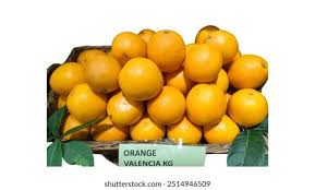 Oranges Valencia Lebanon in a Box (15 kg per pack)