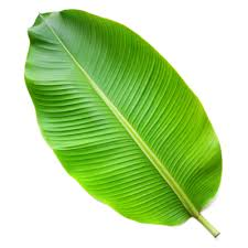 Banana Leaf 1pc