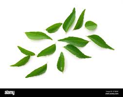 Fresh Curry Leaves Sri Lanka  (100 gr per pack)