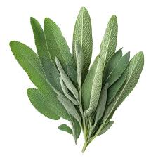 Fresh Sage(1 pack)