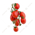 Local Harvest Cherry Tomatoes(250 gr per pack)