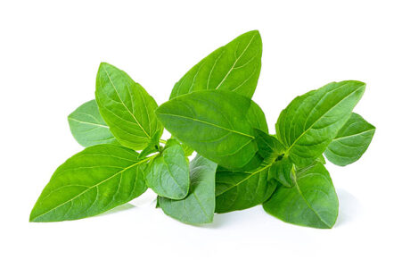 Fresh Basil Leaves (1 pack)