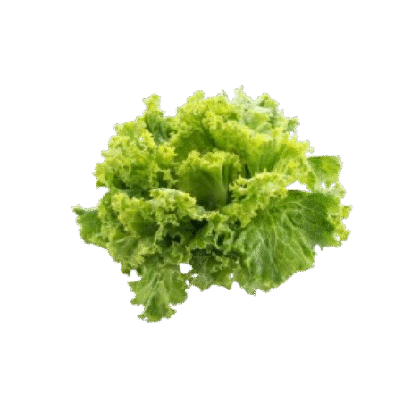 Lettuce Lollo Bionde Holland(1 pcs)